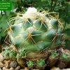 19_ Coryphantha_ pycnacantha 'andreae' 01